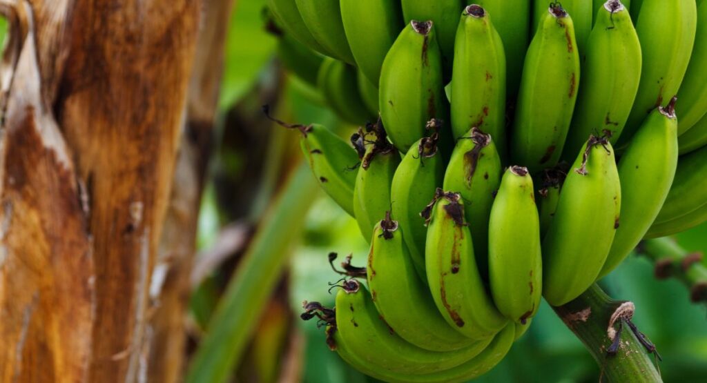 कच्च्या केळ्यांचे फायदे, पचन सुधारणा, वजन व्यवस्थापन, हृदय आरोग्य, त्वचेची काळजी, व पोषणमूल्य याबद्दल माहिती.